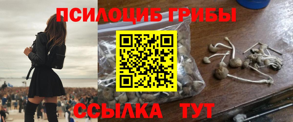 Псилоцибиновые грибы Psilocybe  Вход с VPN  Владимир 